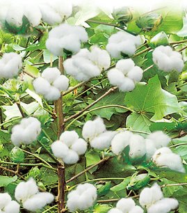 山东棉花最新价格多少钱一斤